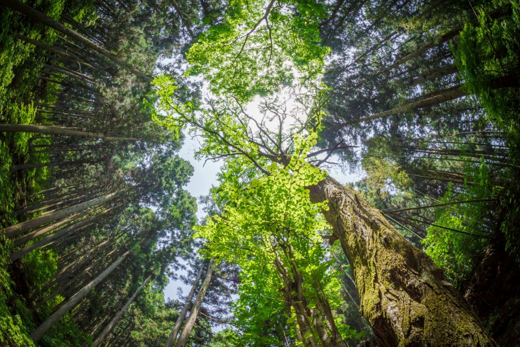 Forest bathing, or shinrin-yoku