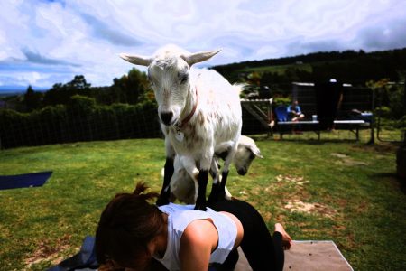 Is Goat Yoga a Playful Path to Wellness for the Over 40s?